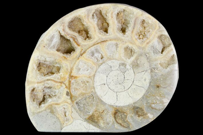 Polished Ammonite (Hildoceras) Fossil - England #103997